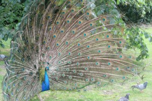 Peacock