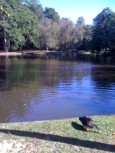 Duck pond